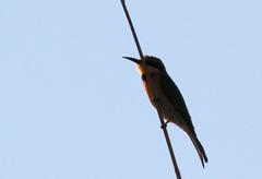 Merops pusillus argutus