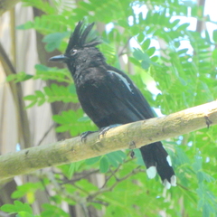 Sakesphorus luctuosus