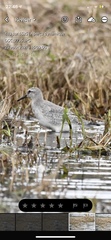 Calidris canutus