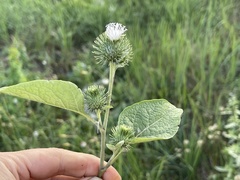 Arctium minus