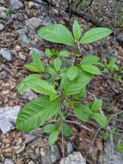 Frangula betulifolia