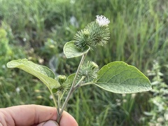 Arctium minus