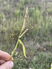 Echinochloa crus-galli