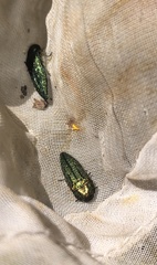 Acmaeodera resplendens