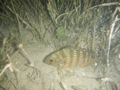 Archosargus rhomboidalis