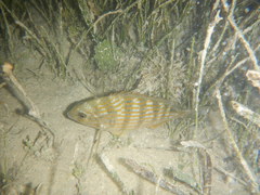 Archosargus rhomboidalis