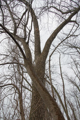 Fraxinus profunda