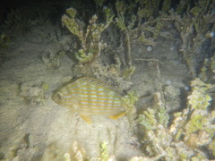 Archosargus rhomboidalis