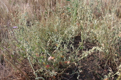 Atriplex pedunculata