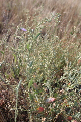 Atriplex pedunculata