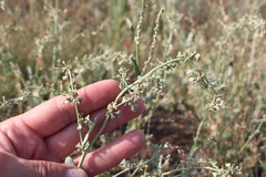 Atriplex pedunculata