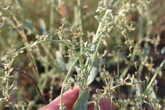 Atriplex pedunculata