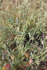 Atriplex pedunculata