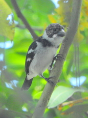 Sporophila americana