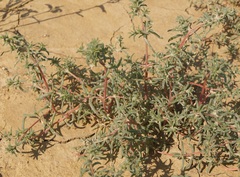 Petrosimonia brachiata