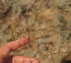 Palimbia rediviva