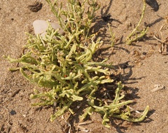 Cakile maritima euxina