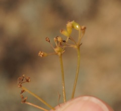 Palimbia rediviva