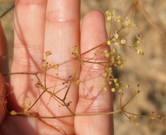 Palimbia rediviva