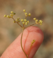 Palimbia rediviva