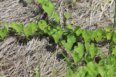 Ipomoea amnicola