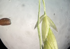 Eragrostis