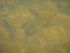 Lithobates montezumae