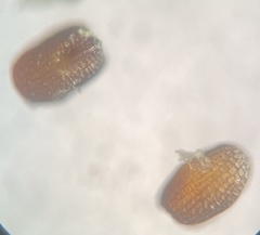 Eragrostis