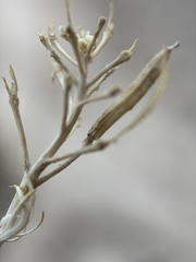 Polyctenium fremontii