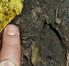 Tragelaphus sylvaticus sylvaticus