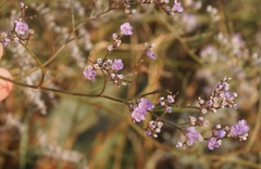 Limonium meyeri