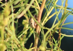 Leptinotarsa lineolata