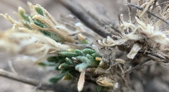 Polyctenium fremontii