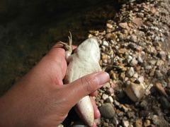 Lithobates montezumae
