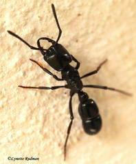 Plectroctena mandibularis