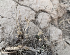 Polyctenium fremontii