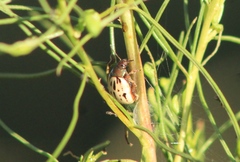 Leptinotarsa lineolata