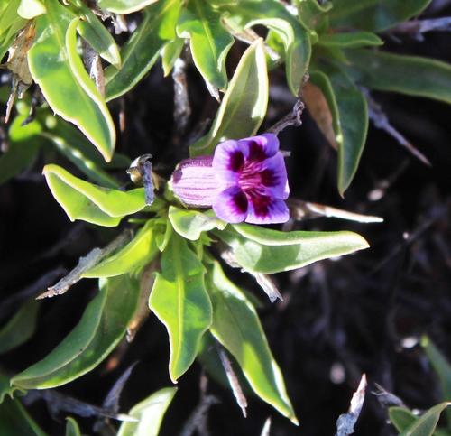 Aptosimum viscosum (Aptosimum viscosum)