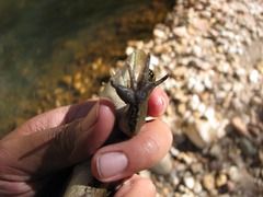 Lithobates montezumae