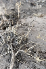 Polyctenium fremontii