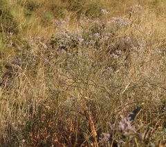 Limonium meyeri