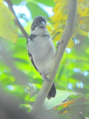 Sporophila americana