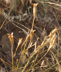 Dianthus lanceolatus