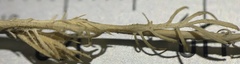 Polyctenium fremontii