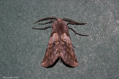 Declana griseata