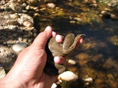 Lithobates montezumae