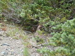 Canachites canadensis