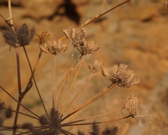 Astrodaucus littoralis