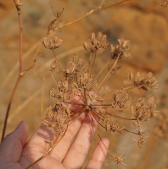 Astrodaucus littoralis