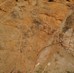 Astrodaucus littoralis